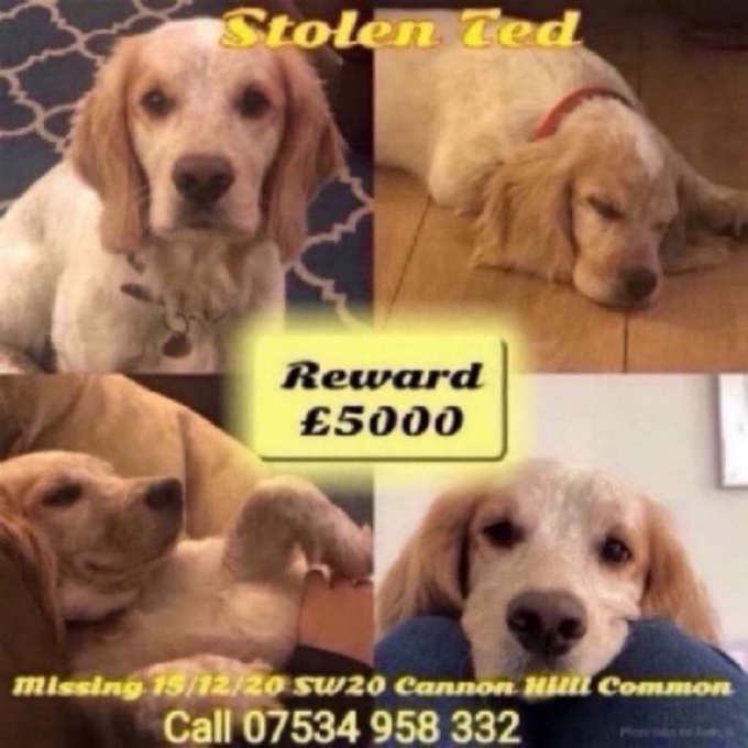 🔥🔥🔥🔥🔥Where is Ted ?? Ted was stolen on 15th December 2020 after his owner was punched to the ground🤬📷#Morden #London #SW20. Please let’s get Ted home back where he belongs 📷  #k9hour #bringtedhome 🔥🔥🔥🔥🔥