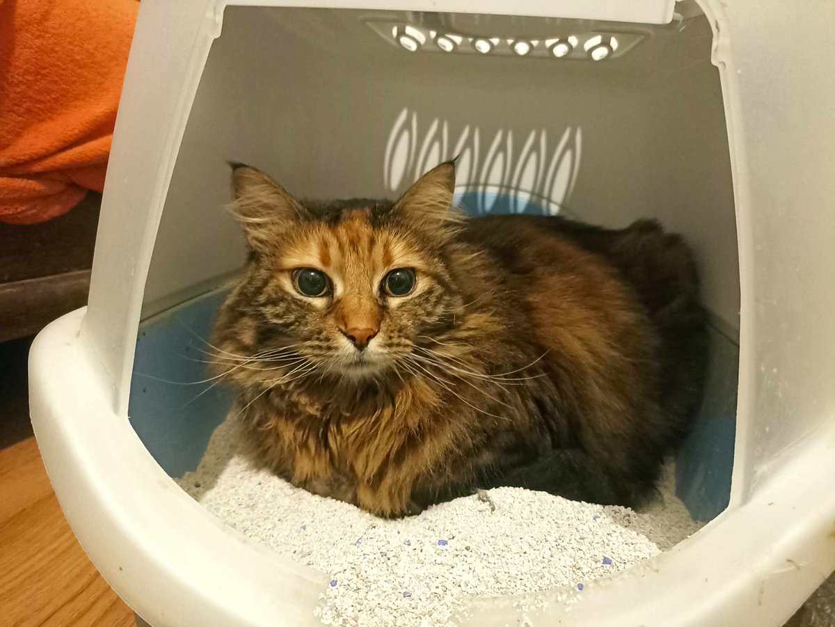 NIKT NIE POMÓGŁ 😭

0 zł na zbiórce 😭😭

Bez leku Pusia umrze 💔💔💔

Proszę pomóżcie 🙏

pomagam.pl/7pamyh