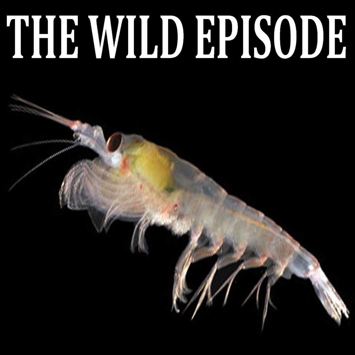 A while back, Twitter/X disabled automatic posting of podcast episodes. Awesome. Just for the sake of completeness, here come links to recent episodes. (I know it's biased against links too, but what can you do?)

First, Antarctic Krill : Maximum Swarm

thewildepisode.com/2023/11/01/ant…