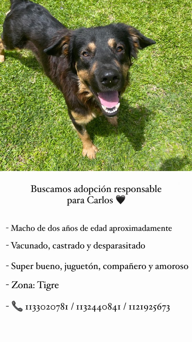 Puchi tweet media