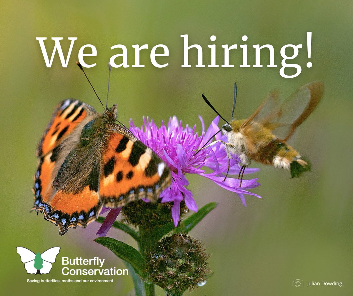 Can you help us to create a world where butterflies and moths thrive? 🦋📢 We're looking to recruit an ambitious Head of Philanthropy and Partnerships who will lead on our major gifts, corporate fundraising, and legacy strategies. Apply here 👉 butrfli.es/48ewX1M