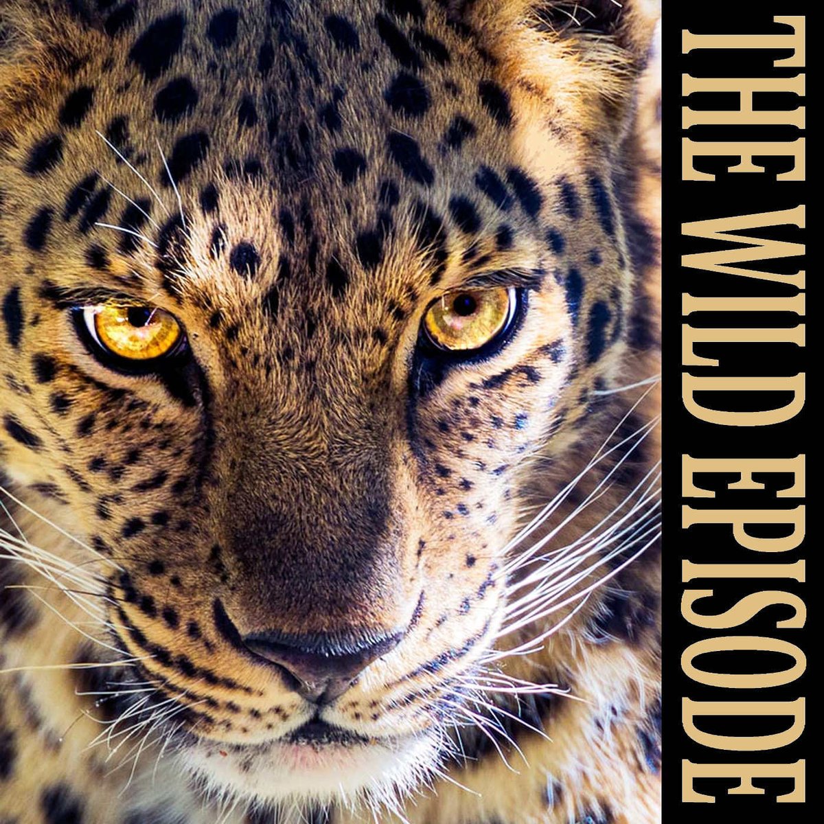 Sharing your city with a large predator brings problems, but maybe there’s an upside, because of how, and what, urban leopards are hunting …

Leopard : The Cat in the City

thewildepisode.com/2023/12/13/leo…