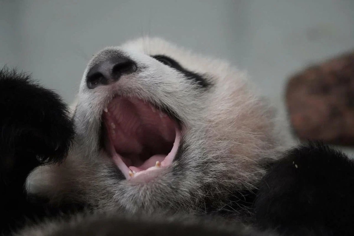MoscowPanda's tweet photo. 🥱 Hear me Roa.... YAAAAWWWWN.....

Good morning, everyone! 🐼 https://t.co/ge0YxwbN4N