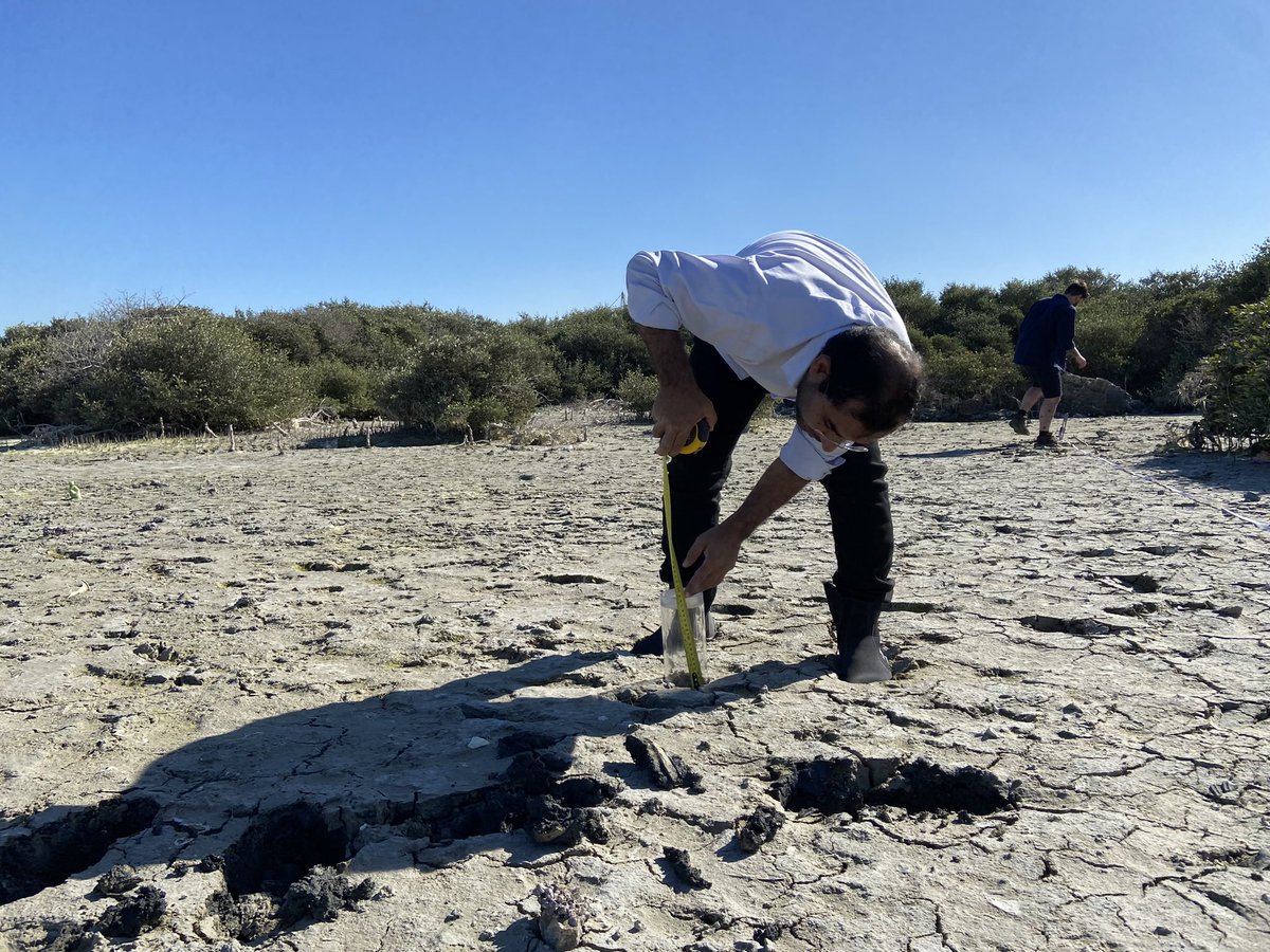 Rachel Mulholland (@rm_mulholland) on Twitter photo <a href="/CefasGovUK/">Cefas</a> are out in Bahrain this week working with colleagues at <a href="/sce_bh/">المجلس الأعلى للبيئة</a> on marine monitoring and #BlueCarbon assessment for Bahrain’s important mangrove areas #ClimateMitigation #Restoration
<a href="/UKinBahrain/">UKinBahrain</a> <a href="/CefasGovUK/">Cefas</a> are out in Bahrain this week working with colleagues at <a href="/sce_bh/">المجلس الأعلى للبيئة</a> on marine monitoring and #BlueCarbon assessment for Bahrain’s important mangrove areas #ClimateMitigation #Restoration
<a href="/UKinBahrain/">UKinBahrain</a>