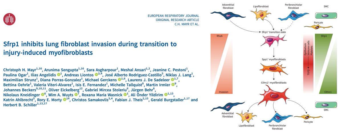 [1/x] Our paper out in the European Respiratory Journal @ERSpublications We discover a novel SFRP1+ fibroblast state in lung injury that precedes differentiation towards myofibroblasts - see thread below. Study co-led by @CPC_Imaging @HelmholtzMunich bit.ly/4bs4ybr