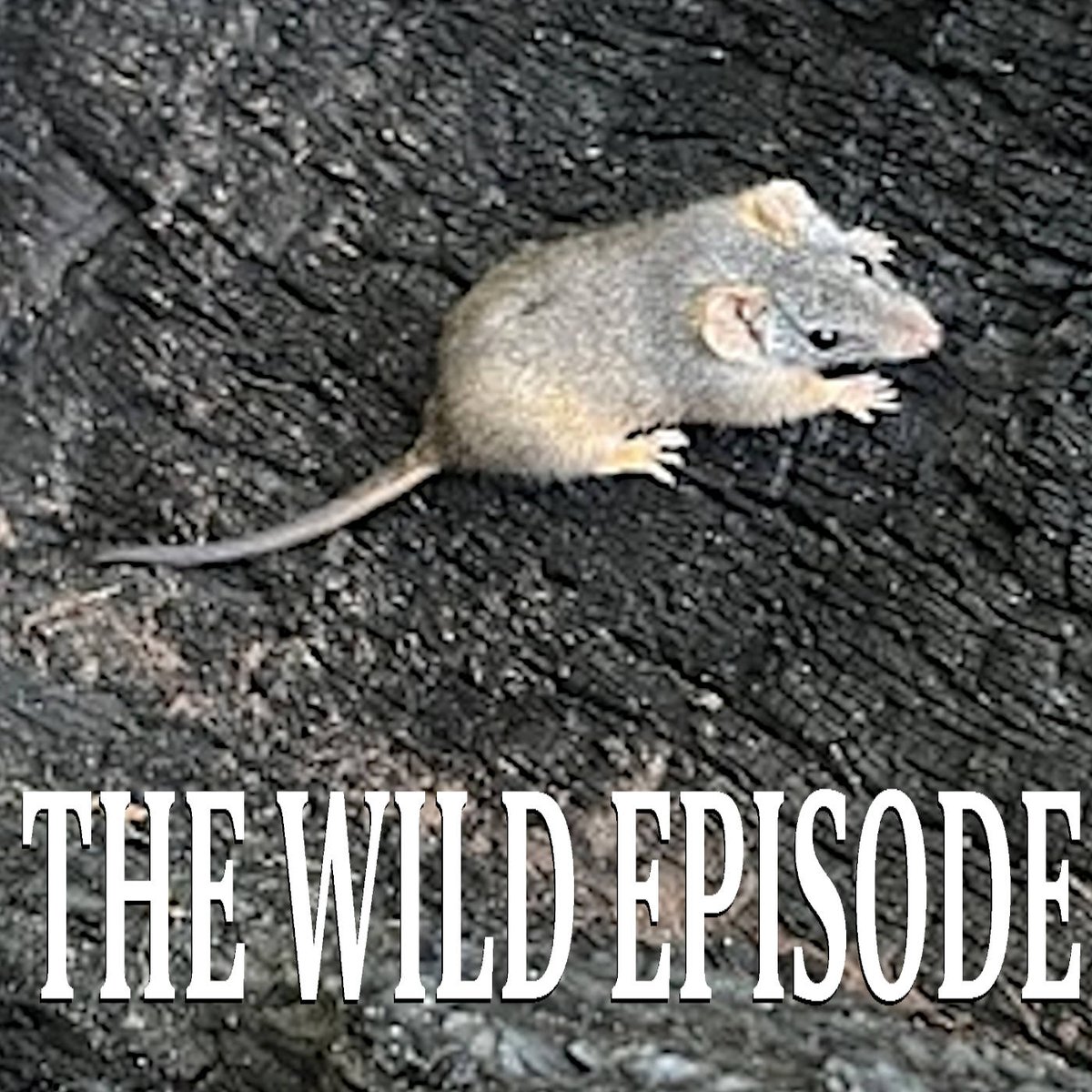 The inevitable fate of a male Yellow-footed Antechinus is a very, very unusual one in the world of mammals ...

Yellow-Footed Antechinus : Paying the Hormonal Price

thewildepisode.com/2024/02/01/yel…