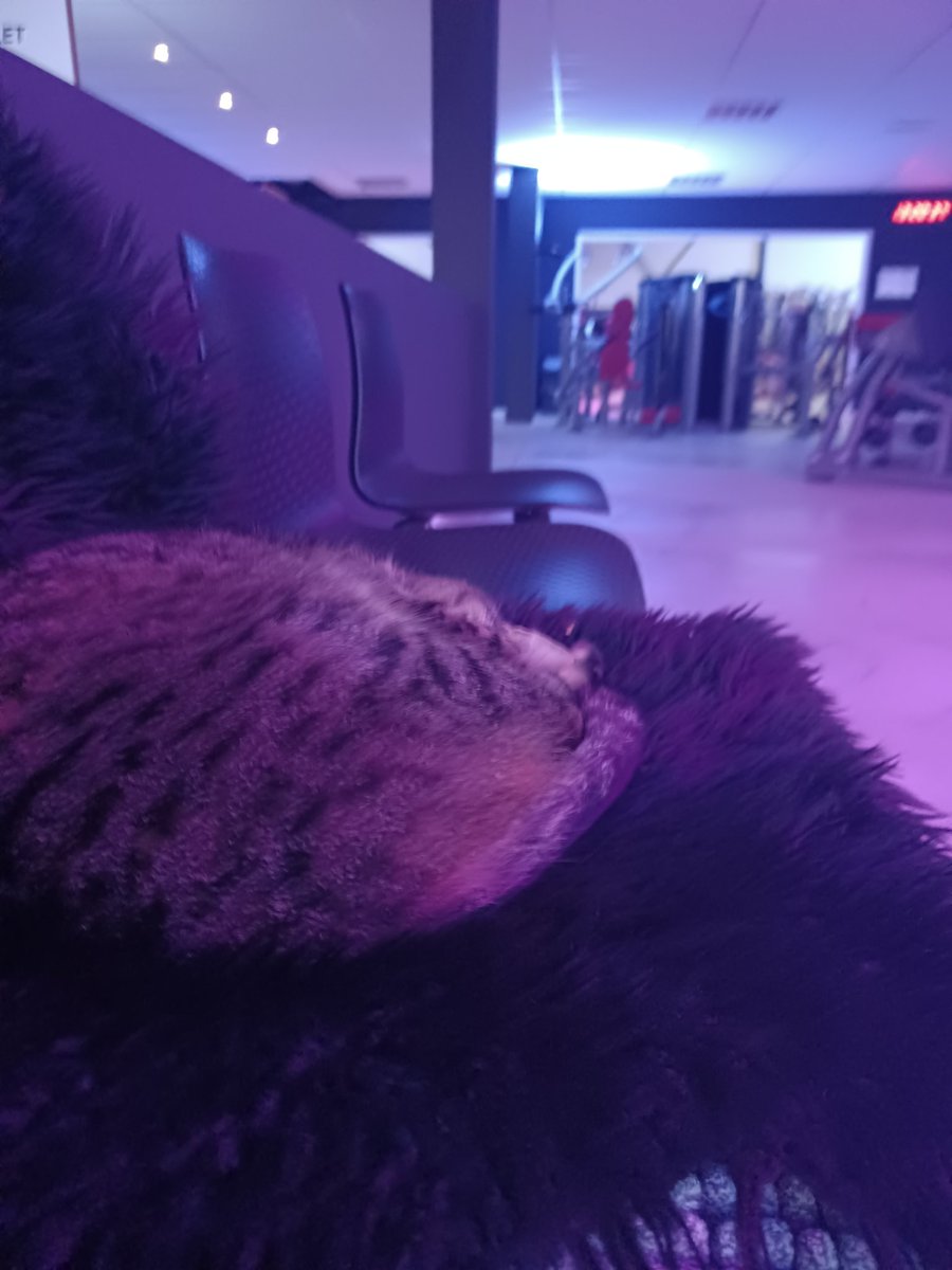 Everybody needs a gym kitty