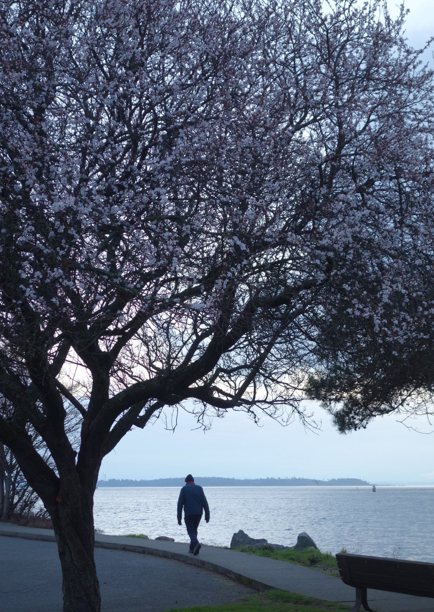 ~ Blossoms by the ocean .. 🩷🩶🌸~ February in Oak Bay, BC ~