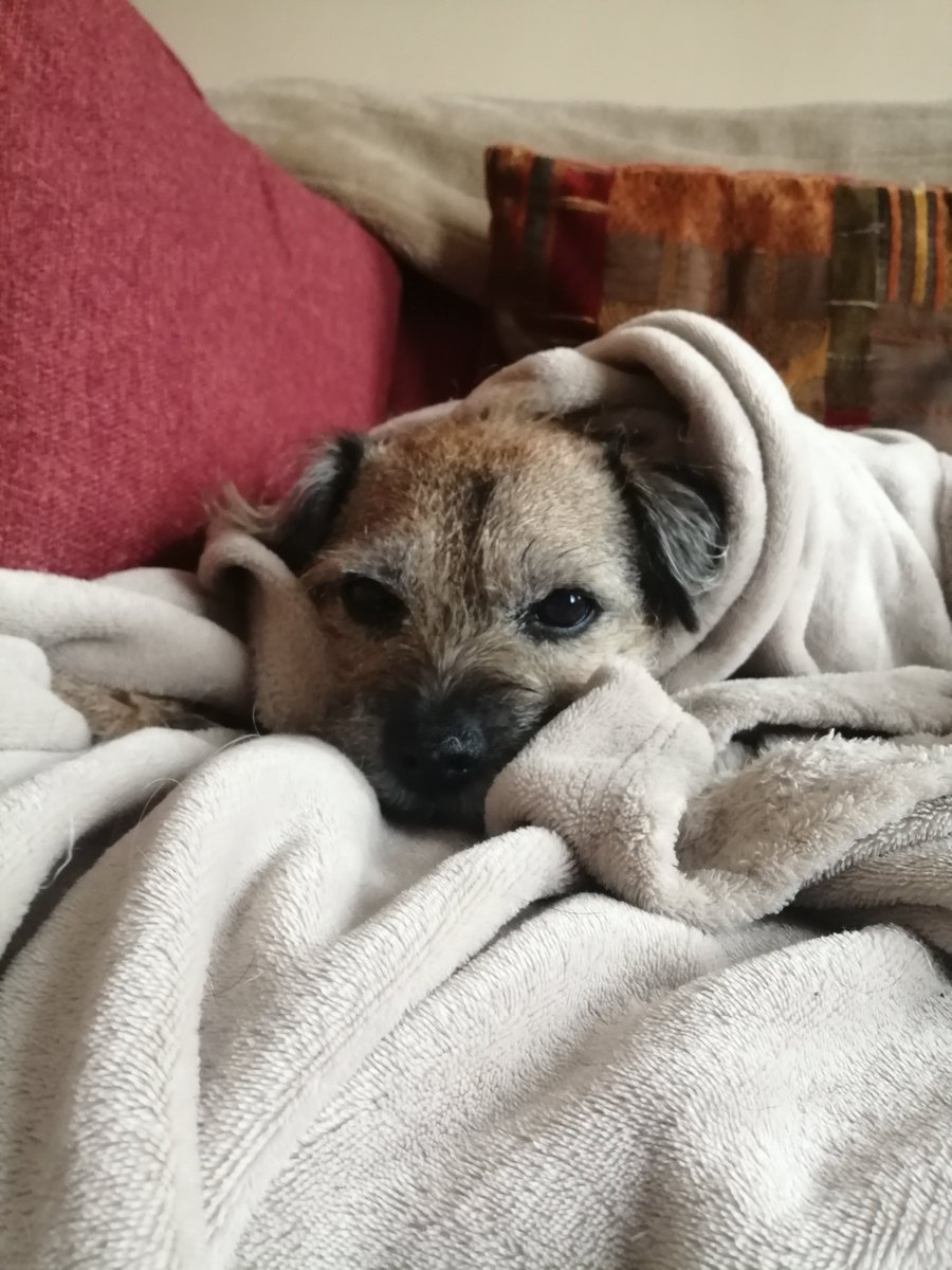 Tucked up warm in my blanket 🐶 Not too fussed about that white, fluffy stuff anymore ❄️ #borderterriers #dogsoftwitter #snowing