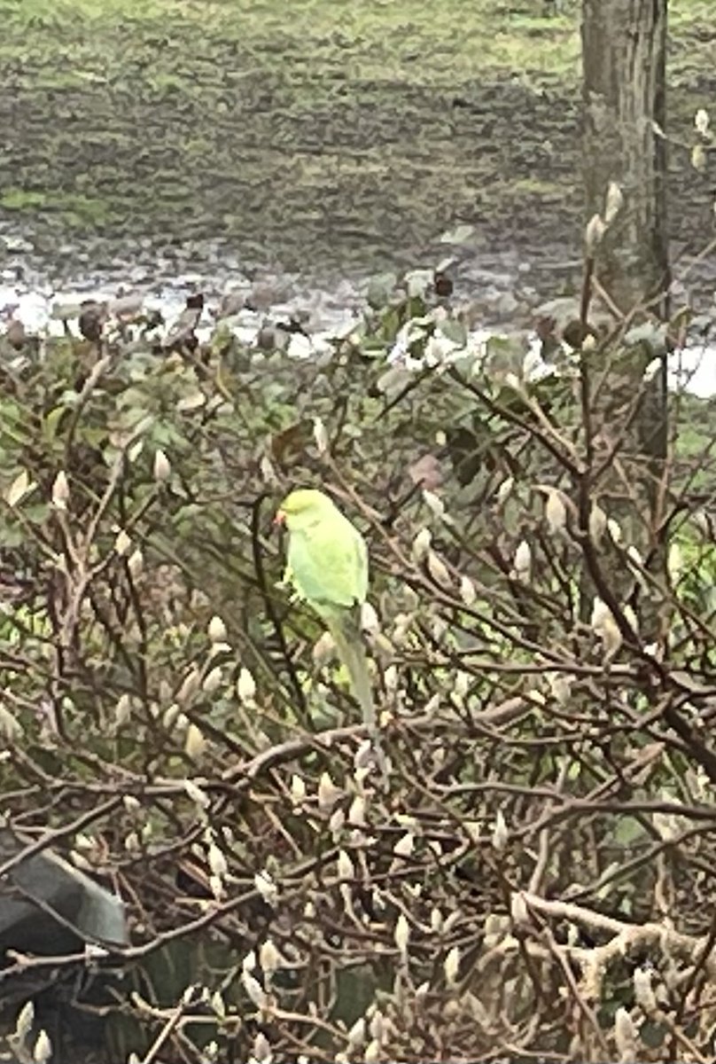 Does anyone know what type of bird this is?. I spotted him just now in Ringsend.
