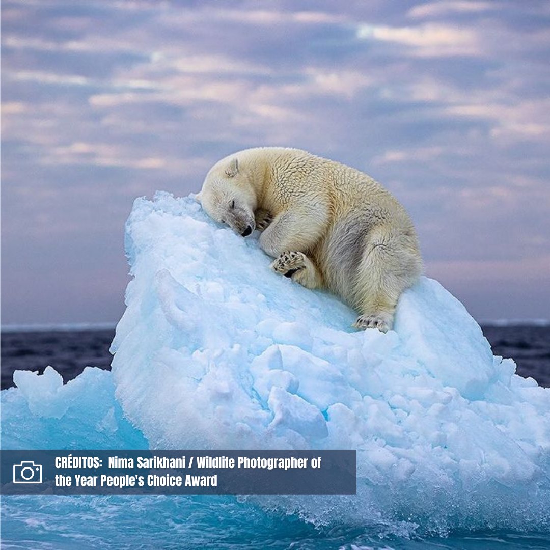 La imagen de un oso polar durmiendo en un pequeño iceberg da la vuelta al mundo.

La impresionante imagen de Nima Sarikhani de un oso polar dormido en un minúsculo trozo de iceberg ha triunfado en el premio People's Choice Award edición 59 al Fotógrafo de Vida Silvestre del Año