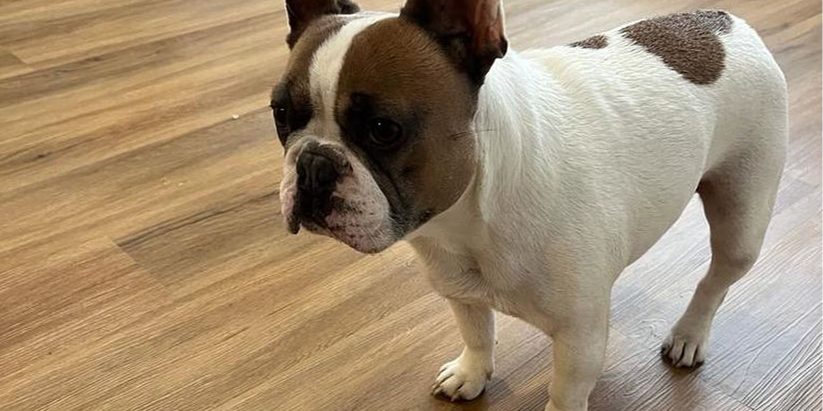 TLC LuxuryVinylTile tweet media