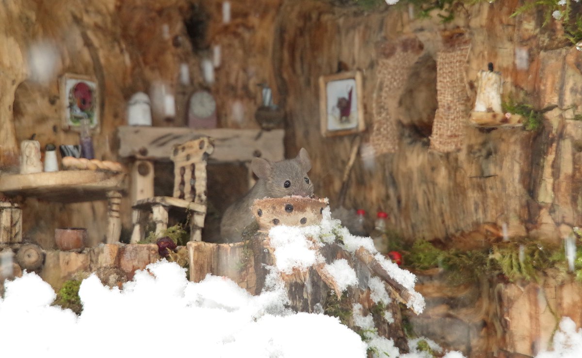 simon_dell_tog's tweet photo. snowing in the mouse village . #mousetown #mousevillage #mousegarden #mousecity #mouseland #magicalmice #georgethemouse #GEORGE https://t.co/z3sFk49hq2