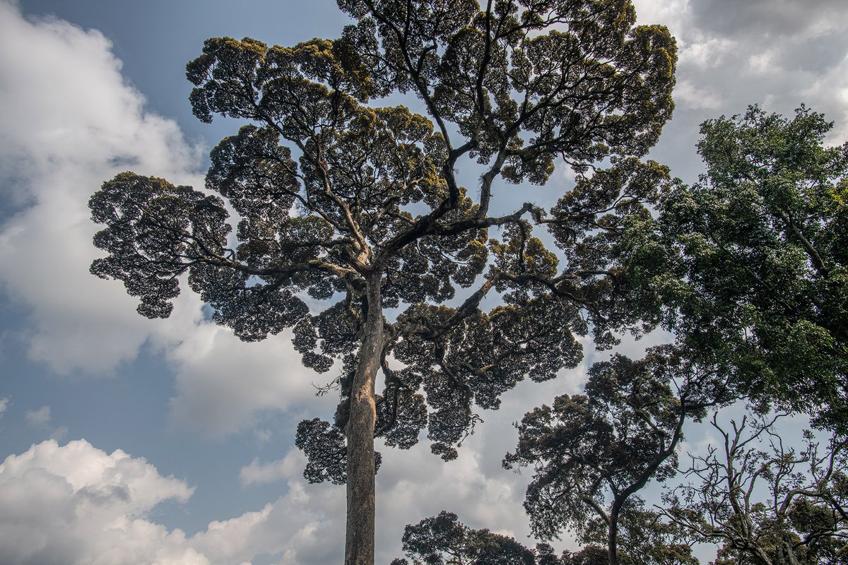 AfricanParks's tweet image. In @NyungwePark, Rwanda we have a research and monitoring team that is doing a long-term climate change study and its possible impact on food availability for wildlife. The team is collecting data on +/- 2,550 individual trees and shrubs from 73 species every single month.