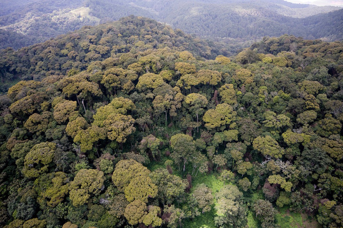 AfricanParks's tweet image. In @NyungwePark, Rwanda we have a research and monitoring team that is doing a long-term climate change study and its possible impact on food availability for wildlife. The team is collecting data on +/- 2,550 individual trees and shrubs from 73 species every single month.