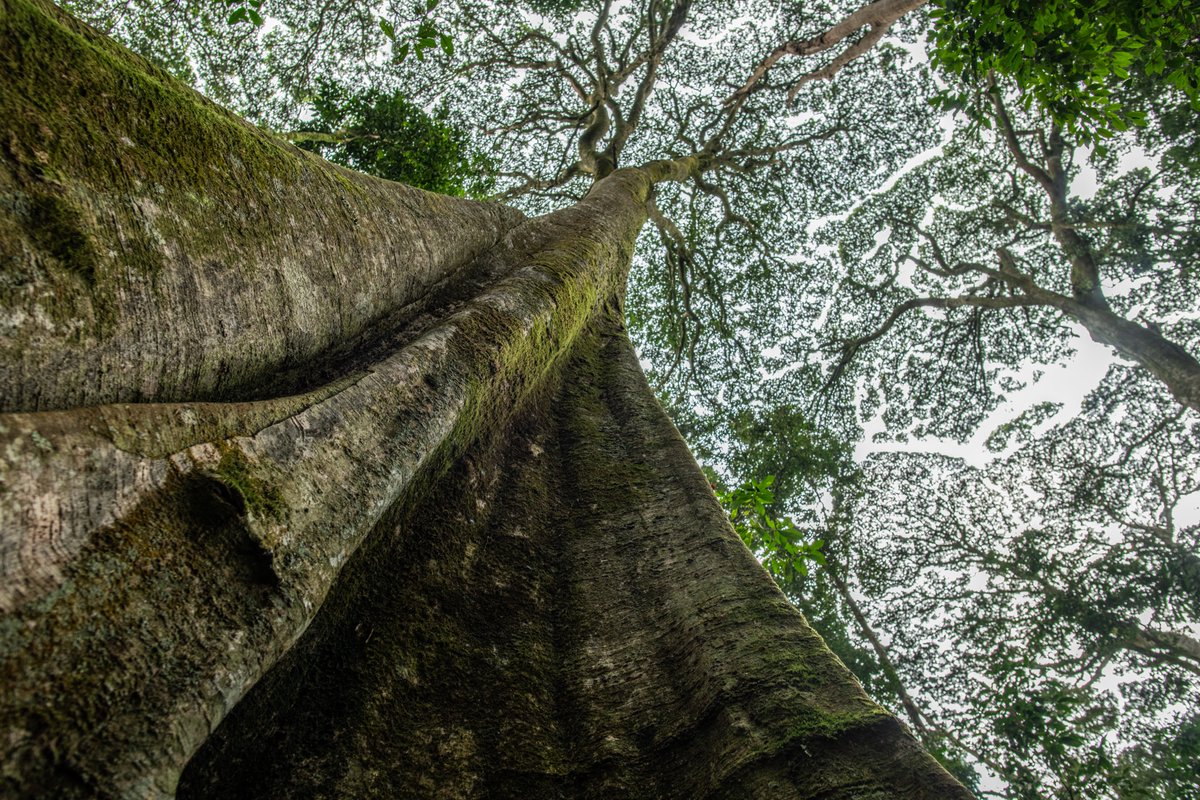 AfricanParks's tweet image. In @NyungwePark, Rwanda we have a research and monitoring team that is doing a long-term climate change study and its possible impact on food availability for wildlife. The team is collecting data on +/- 2,550 individual trees and shrubs from 73 species every single month.