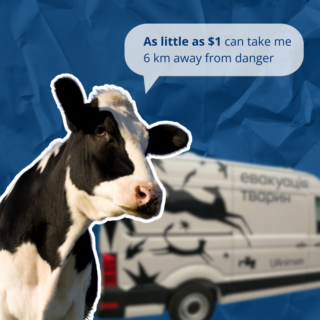 For one evacuation trip, the UAnimals team covers about 3000 km 🐮🚚
During one trip, we can transport several dozen animals from the frontline territories where they would have suffered due to a lack of food, warmth, and care 😔
Please support us here 🚐 uanimals.org/en/zbir/evacua…