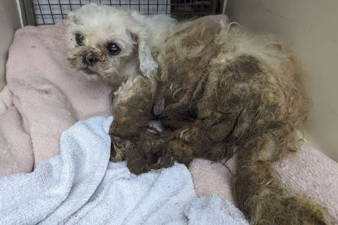 Please retweet APPEAL FOR INFORMATION, Tiny dog found fly-tipped almost died #UK 
The Shihtzu was found after being abandoned in the #Coytrahen area of #Bridgend #WALES , RSPCA Cymru has said.
A tiny dog was found "fly-tipped" in Bridgend with a heavily matted coat contaminated