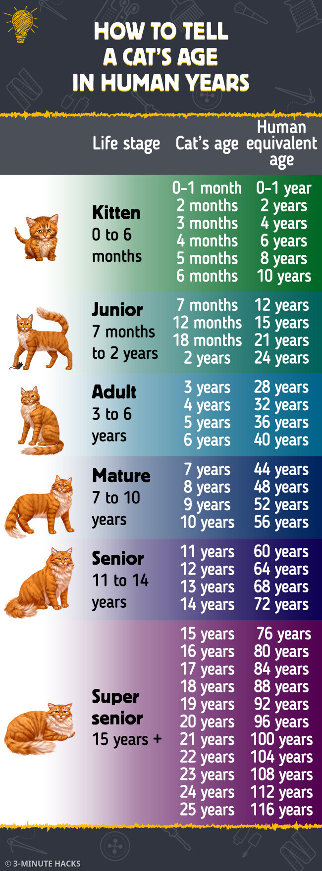 6 years old in cat years 2025