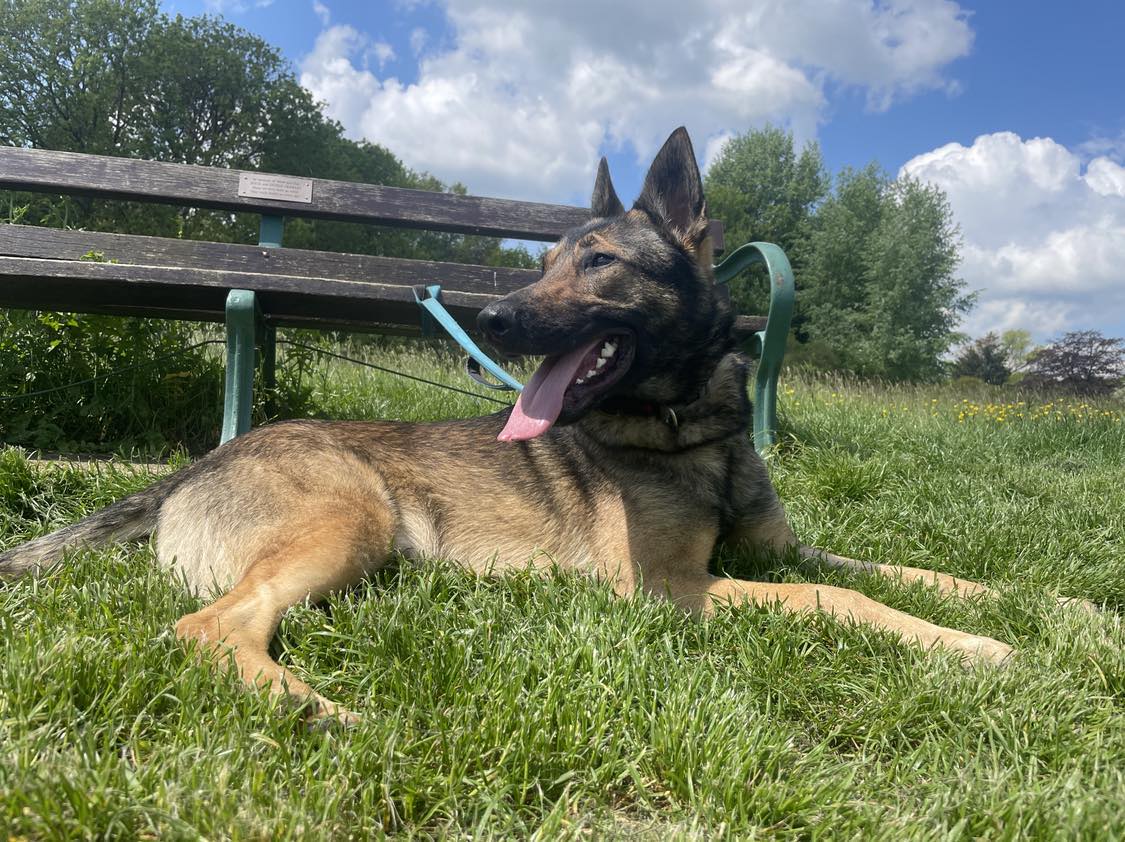 gsrescueelite's tweet image. Eric is 3yrs old and he came to us in Aug 22, Eric can live with older kids and he did find a home but struggled in a busy household so calm, quiet home needed please 
#dogs #GermanShepherd #Essex 
gsrelite.co.uk/eric-2/