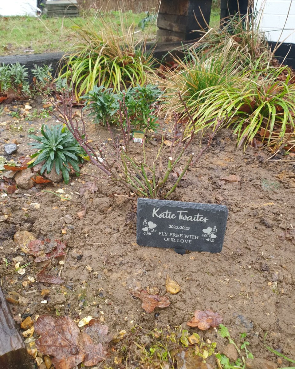 ZhepzyMudRunner's tweet image. Day 8/29 pancreatic cancer fundraiser for Katie ❤️

Planted her memorial rose in the garden where she liked to sit at Badgerswood.

justgiving.com/page/east-hant…

#TWC #TwittaWinterChallenge #SonicWinterSprinters