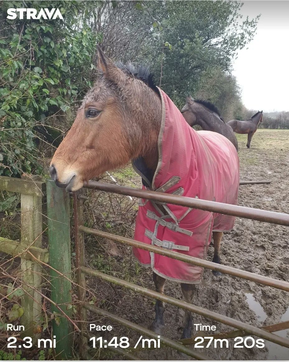 ZhepzyMudRunner's tweet image. Day 8/29 pancreatic cancer fundraiser for Katie ❤️

Planted her memorial rose in the garden where she liked to sit at Badgerswood.

justgiving.com/page/east-hant…

#TWC #TwittaWinterChallenge #SonicWinterSprinters