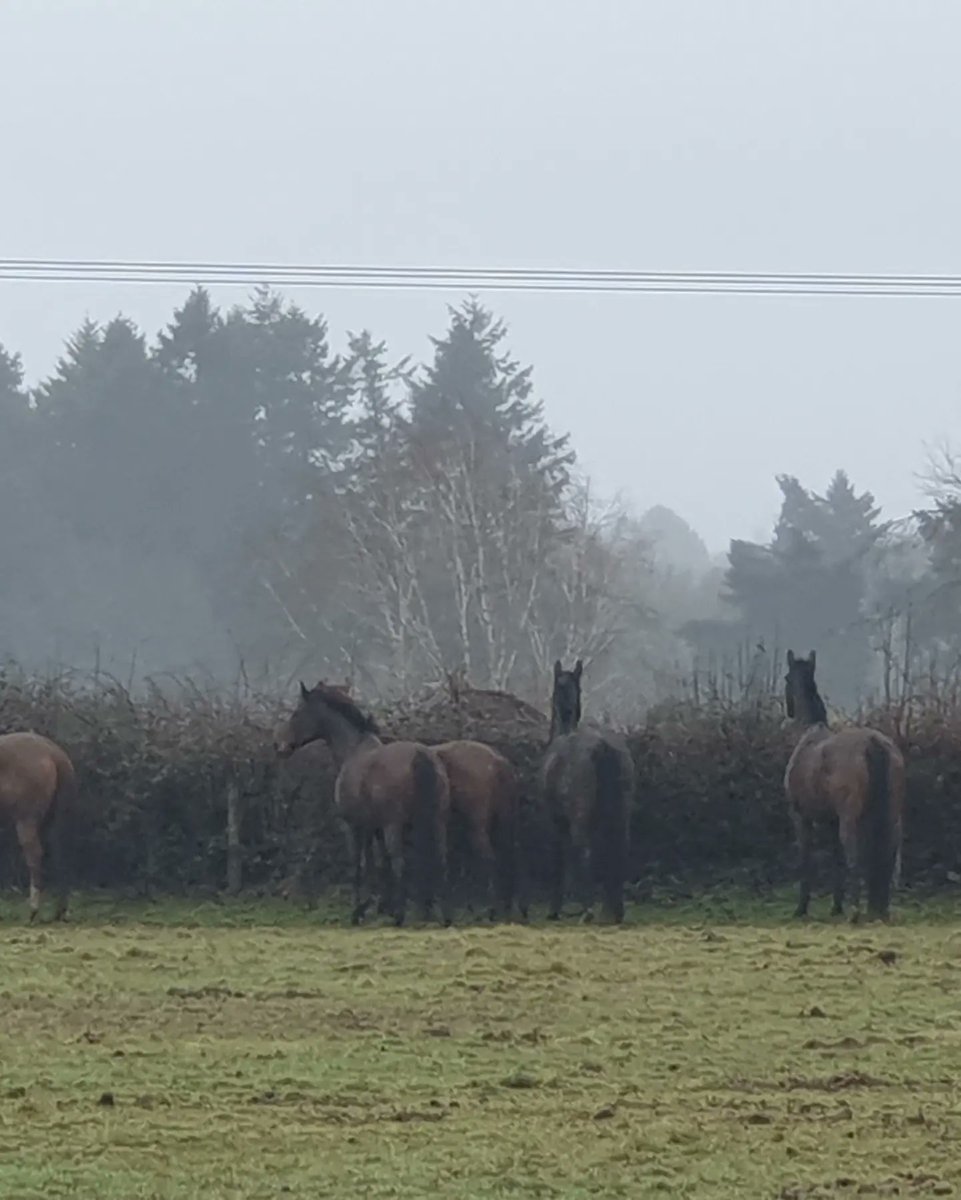 ZhepzyMudRunner's tweet image. Day 8/29 pancreatic cancer fundraiser for Katie ❤️

Planted her memorial rose in the garden where she liked to sit at Badgerswood.

justgiving.com/page/east-hant…

#TWC #TwittaWinterChallenge #SonicWinterSprinters