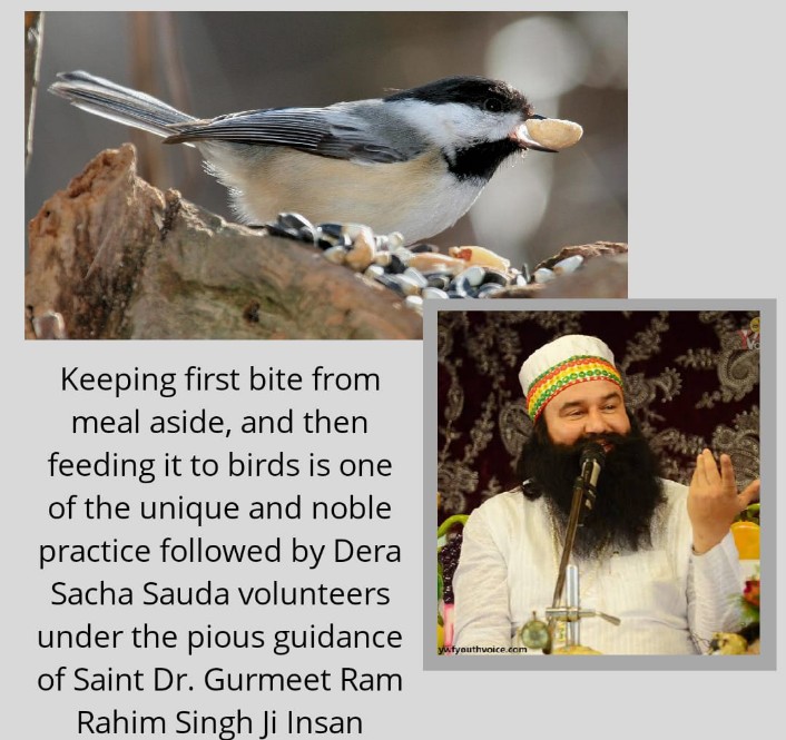 Birds have face a lot of problems in the summer season .They do not get water anywhere .Saint Dr MSG started a #BirdsNurturing an initiative to feed the birds .
#BirdsNeedOurHelp 
@Gurmeetramrahim g