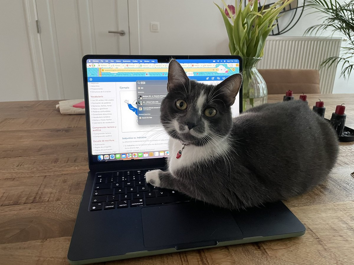 FilouTheCat1's tweet photo. Today I am very busy! #CatsOfTwitter https://t.co/zonBbvLR4s