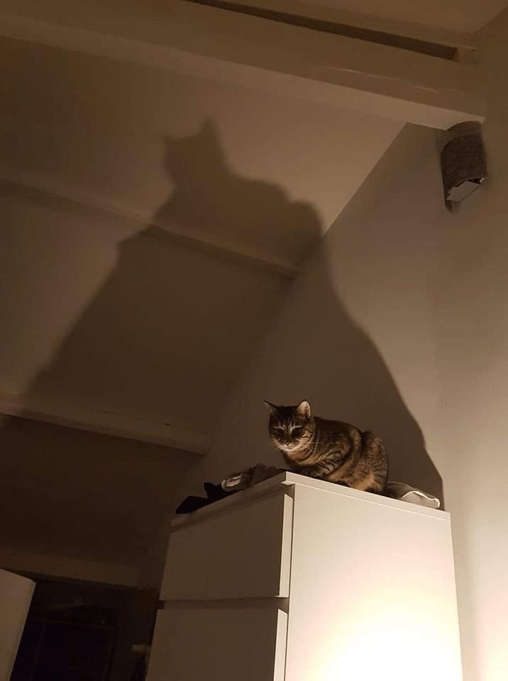 No Cats No Life (@nocatsnolife_m) on Twitter photo 