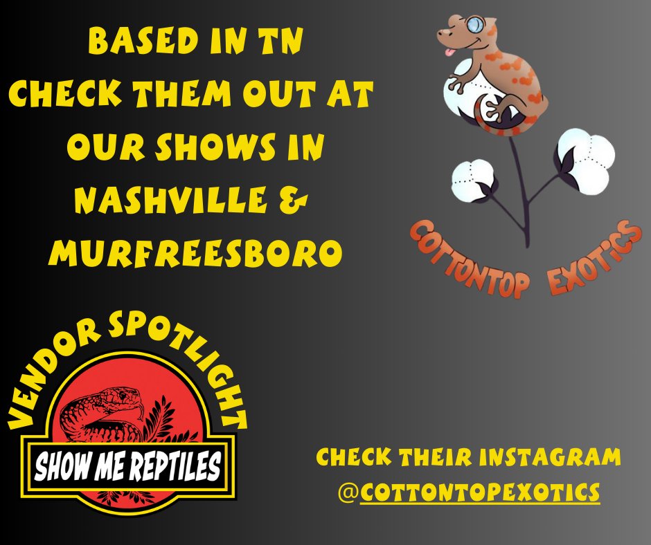 Cottontop Exotics works with some amazing geckos and you can find them at our Tennessee shows as well as on IG.  Give them a look and say hi at the next TN show you attend! #VendorSpotlight #Reptile #ShowMeReptileShow #Snake #Gecko #Lizard