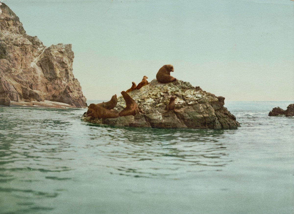 Santa Catalina Island, United States (c. 1890) 🇺🇸

#UnitedStates #US #USA #SantaCatalina #19thcentury #California