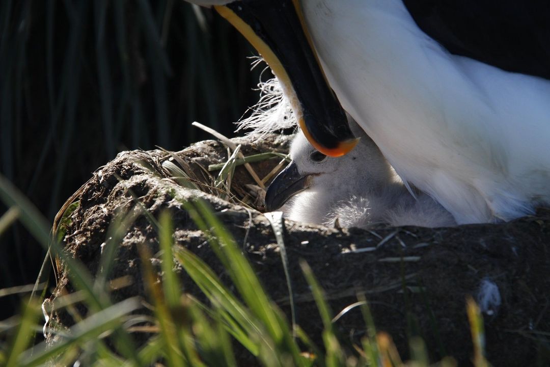 Com o nascimento de um filhote, há a esperança de que as populações de albatrozes se recuperarão no futuro. Ao mostrar os desafios que os albatrozes enfrentam, ajudamos a evitar milhares de mortes desnecessárias de aves marinhas. #ProjetoAlbatroz @petrobras 📷: Alex Dodds