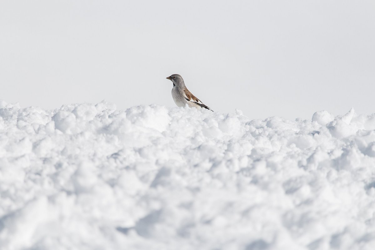 Il #fringuello alpino è una specie particolarmente rappresentativa delle aree aperte d’alta quota. Uno #studio a cui abbiamo partecipato ha osservato alcuni dati preoccupanti per lo stato di #salute di questa specie. Ecco lo studio: onlinelibrary.wiley.com/doi/10.1111/jb… Ph: 'Openverse/D4m1en