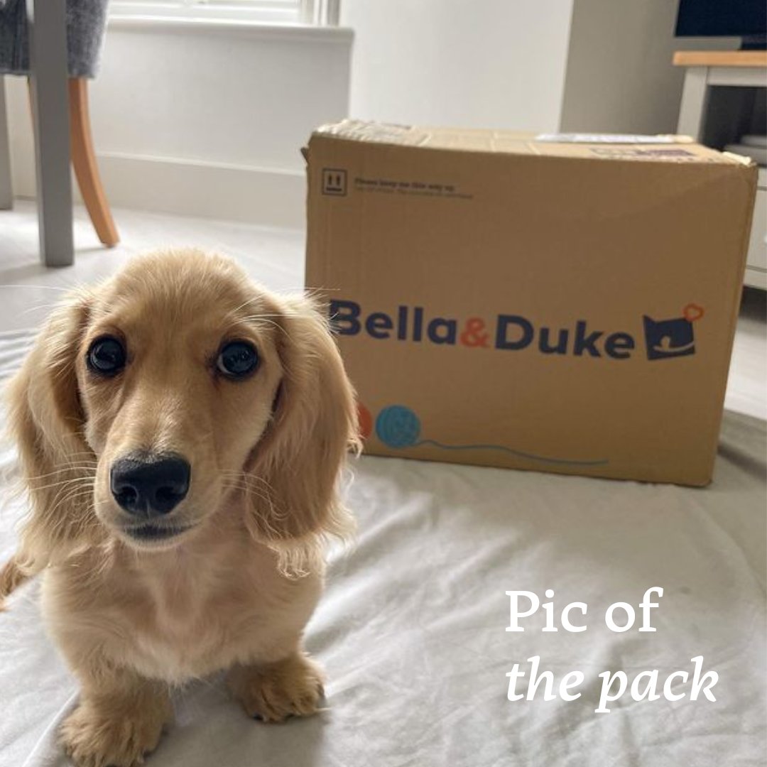 Is it dinner time yet? 🥩 🥦

#PicOfThePack #PoweredByBellaAndDuke