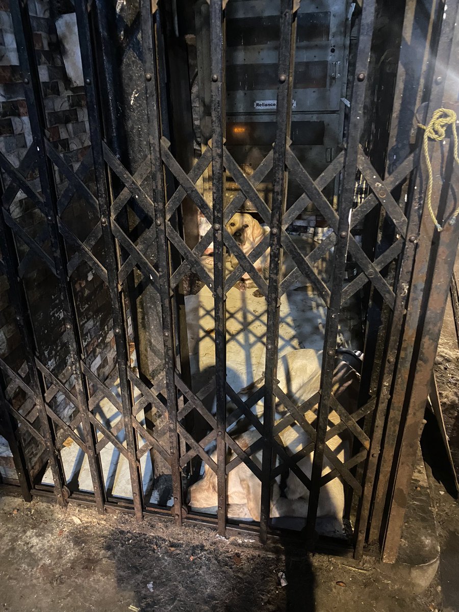shrutir's tweet photo. @PetaIndia Would you rescue these two labs? They’re kept together in this tiny cage with no water. Location is Bandra https://t.co/ab11bj3i2G