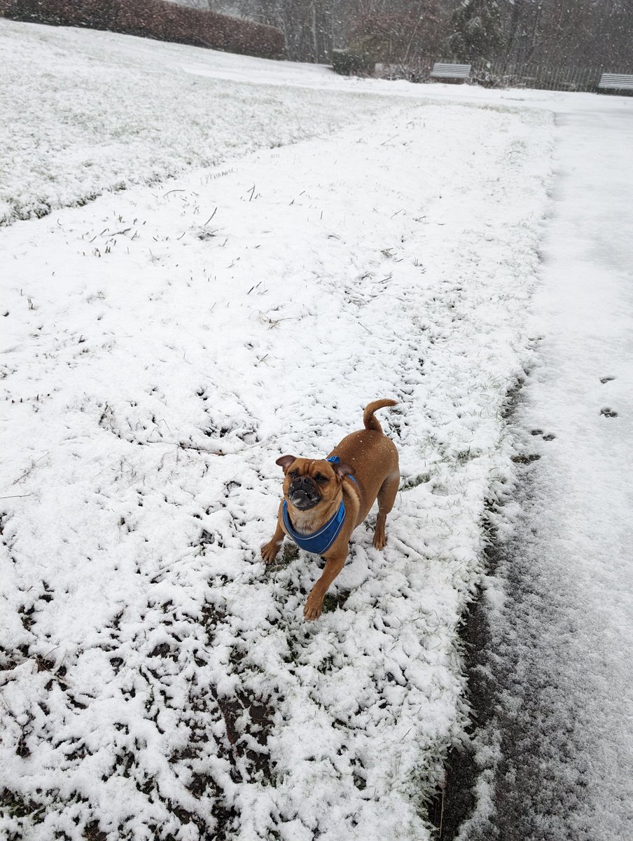 donnasolessi's tweet image. Wintery walks with the doggo&apos;s ... When you live at the top of a hill near the border to Yorkshire .... #sledging #snowsticking #gettingdeep