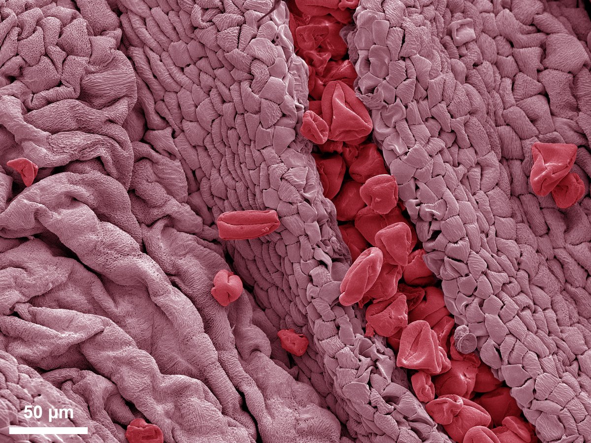 Yesterday was #NationalRoseDay 🌹 and in celebration, we took an image of some rose pollen (in red) and stamen (in pink) on our @JEOLEUROPE 6610 LV SEM 🔬 #ElectronMicroscopy #Rose #Flower #Biology
