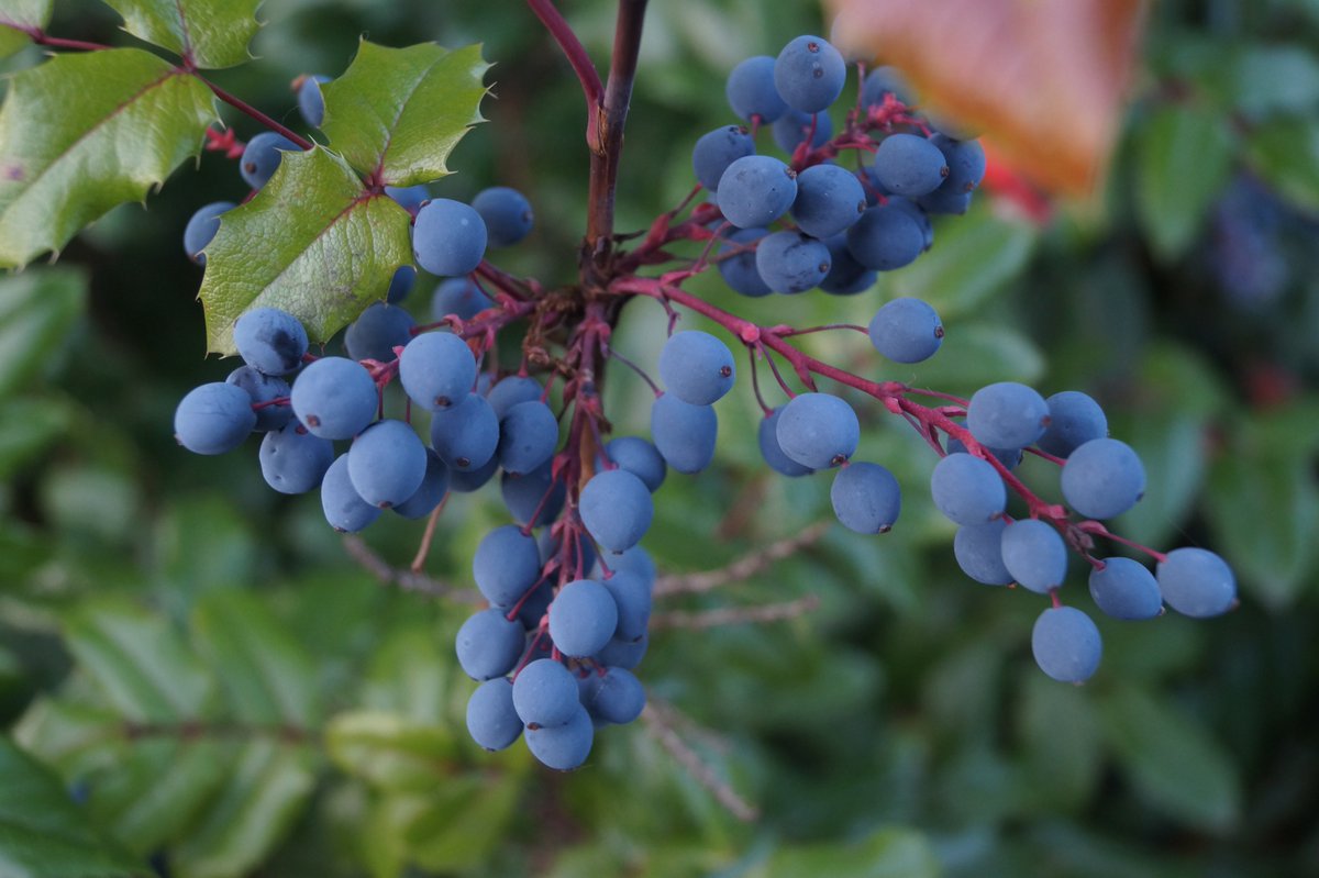 Why are damsons, junipers, blueberries etc. blue? science.org/doi/full/10.11… a new paper by me &amp; the great <a href="/SverreAarTun/">Sverre</a> &amp; our friends - read it, or read about it: independent.co.uk/news/science/u… 
punchline is: it's not blue pigments, but we reproduced it anyway💙