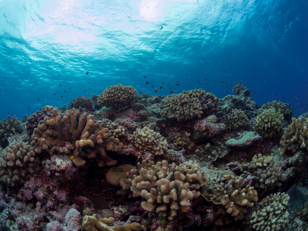 📢New paper📢in @SpringerCORE with amazing co-lead Piera Biondi @PICRCPalau 🪸🌀Demographic recovery of some coral taxa after catastrophic typhoons 💡Recruitment limitation 💡Rapid colonisation by Pocillopora 💡Demographic monitoring offers early indicators of recovery (1/8)