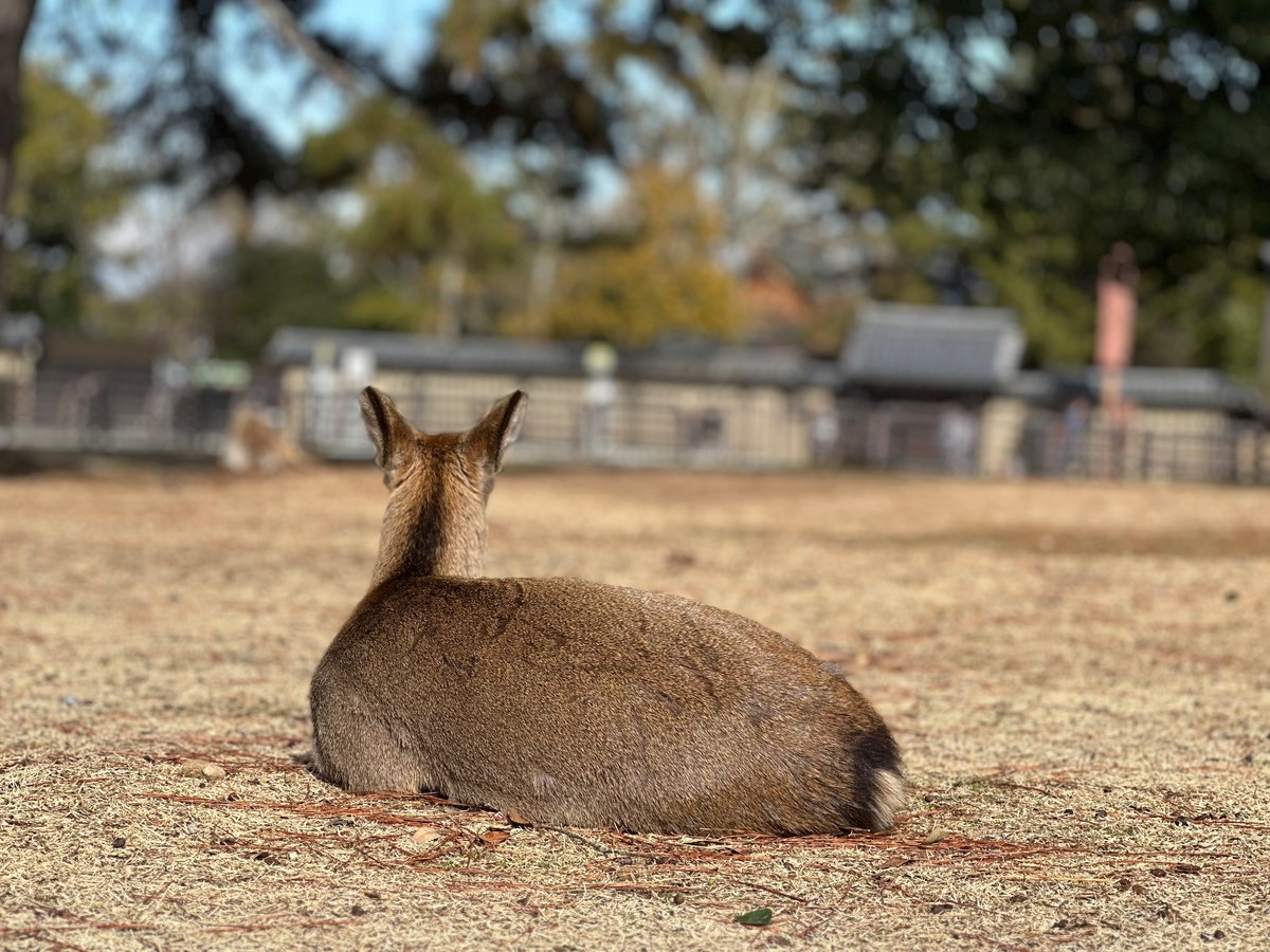 🦌个不停…