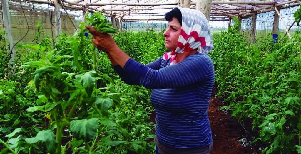 escambraycu's tweet photo. Detrás de la productividad de las Casas de Cultivos Protegidos de la Empresa Agroindustrial de Granos Valle del Caonao, de Yaguajay, están las manos femeninas que han dedicado gran parte de su vida a la agricultura
https://t.co/oEV2zzhccX #GenteQueSuma #SanctiSpíritusEnMarcha https://t.co/PnOjGDuJns