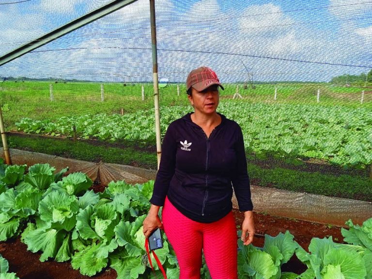 escambraycu's tweet photo. Detrás de la productividad de las Casas de Cultivos Protegidos de la Empresa Agroindustrial de Granos Valle del Caonao, de Yaguajay, están las manos femeninas que han dedicado gran parte de su vida a la agricultura
https://t.co/oEV2zzhccX #GenteQueSuma #SanctiSpíritusEnMarcha https://t.co/PnOjGDuJns