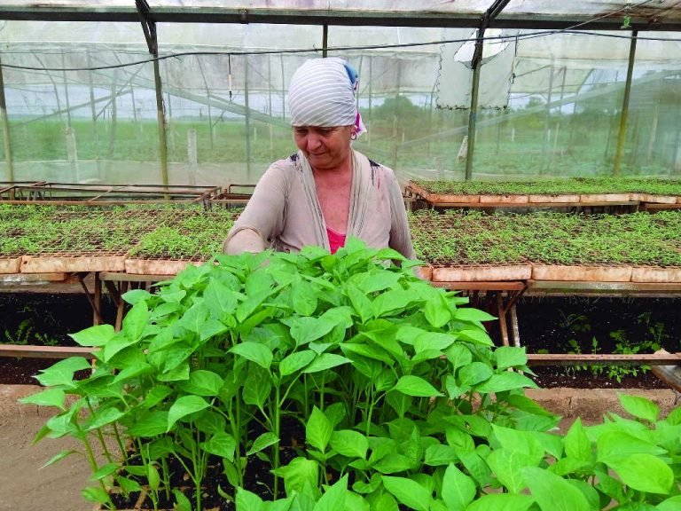 escambraycu's tweet photo. Detrás de la productividad de las Casas de Cultivos Protegidos de la Empresa Agroindustrial de Granos Valle del Caonao, de Yaguajay, están las manos femeninas que han dedicado gran parte de su vida a la agricultura
https://t.co/oEV2zzhccX #GenteQueSuma #SanctiSpíritusEnMarcha https://t.co/PnOjGDuJns