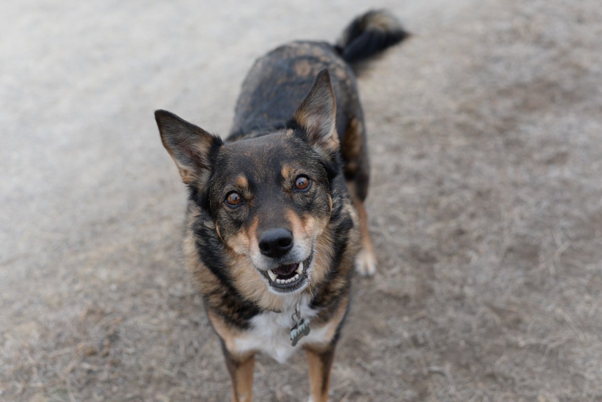 Luna (kelpie x) enjoying some mild weather at the dog park! Her favorite place! Good news for all of our four-legged friends- the weather warms up this weekend! Share your dog walking pics to: jodi.hughes@bellmedia.ca