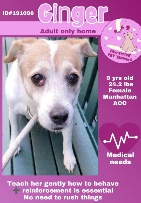 NMBewitched's tweet image. #Ginger 
#SaveOurSeniors
#NYCACC #191098
nycacc.app/#/browse/191098 

Ginger is a senior gal that prefers slow intros
Her own kingdom to relax &amp;amp; blossom
Of course she is scared
Do we have anyone who will offer her a safe home, time to adjust, soft landing &amp;amp; TLC?
#Pledge4#Rescue