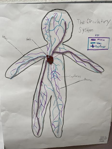 SwansonL16's tweet photo. More 3-D human body models! @EphesusElem https://t.co/BWOgZ0ggeu
