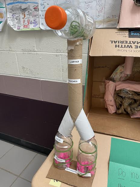 SwansonL16's tweet photo. More 3-D human body models! @EphesusElem https://t.co/BWOgZ0ggeu