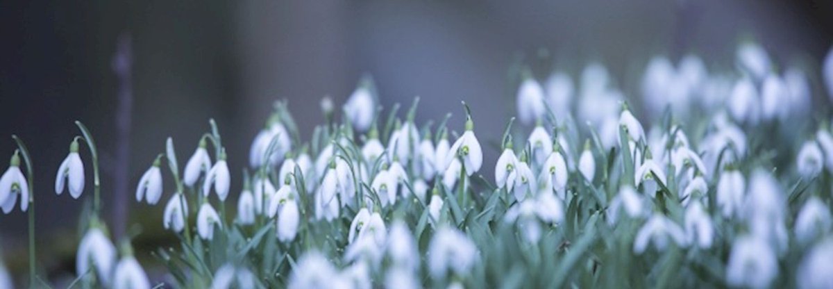Happy #NationalSnowdropDay! 🌿 Discover more in the article on 'A love letter to February' by author @storymartin which features snowdrops: buff.ly/3xh3jc3 🌼 🍃