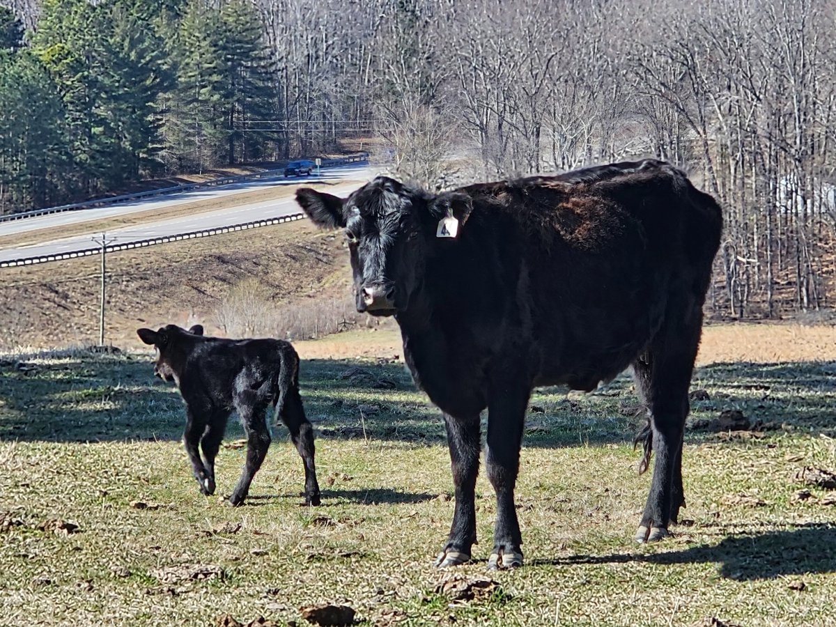 Cattlemen #FeedAmerica